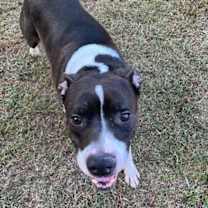 Thumbnail photo of Duke #3