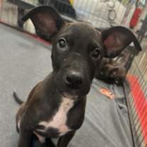 adopt-pet