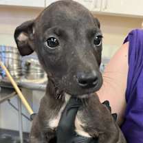 Thumbnail photo of Nelson #2