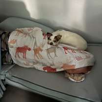 Thumbnail photo of Sushi (PA) #4