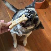 Thumbnail photo of Pheobe #1