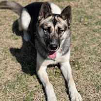 Thumbnail photo of Pheobe #3