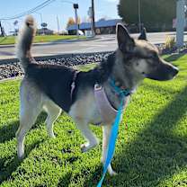 Thumbnail photo of Pheobe #4