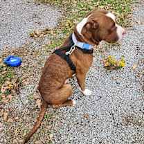 Thumbnail photo of Hercules #3