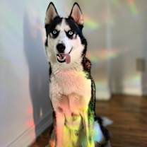 Thumbnail photo of Luffy #1