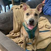 Thumbnail photo of Pollito #1