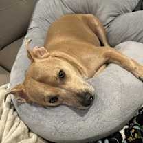 Thumbnail photo of Pollito #2