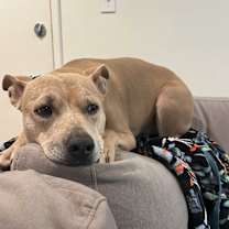 Thumbnail photo of Pollito #3