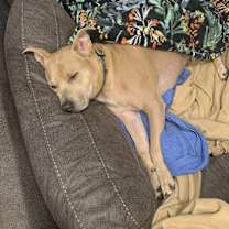 Thumbnail photo of Pollito #4