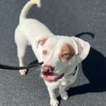 Thumbnail photo of Fern #2