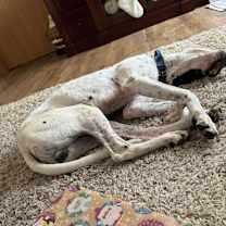 Thumbnail photo of Everest #3