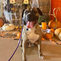 Thumbnail photo of Ronan - IN Foster #1