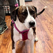 Thumbnail photo of Leeloo #1