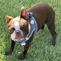 Thumbnail photo of Bottega #3