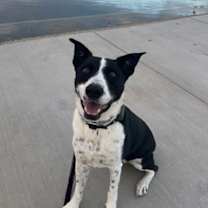 adopt-pet