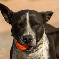 Thumbnail photo of Roni #3