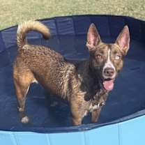 Thumbnail photo of Gypsy #1