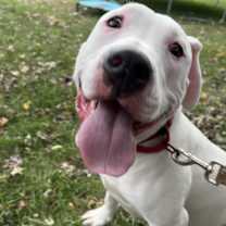 Thumbnail photo of Simon #2