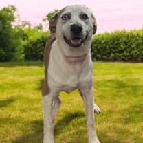 Thumbnail photo of Fawn #2