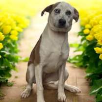 Thumbnail photo of Fawn #1