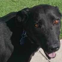 Thumbnail photo of Sweetie (local) sf #1