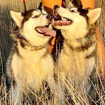 Thumbnail photo of Nikki & Sixx #2
