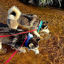 Thumbnail photo of Nikki & Sixx #4