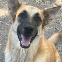 adopt-pet