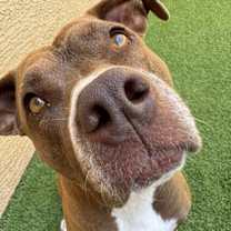 adopt-pet