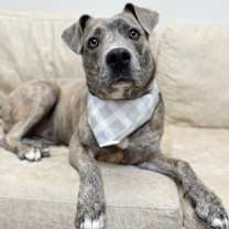 Thumbnail photo of Izzie #1