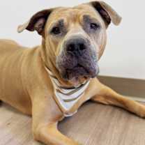 adopt-pet