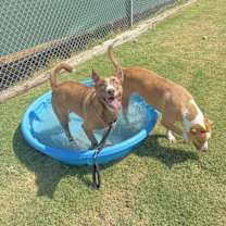 Thumbnail photo of Gypsy #2