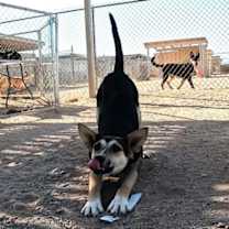 adopt-pet