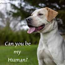 Thumbnail photo of Ricochet - Rico #1