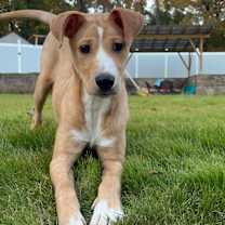 Thumbnail photo of Bishop #1