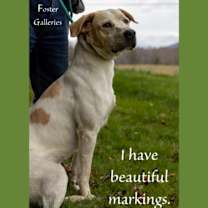 Thumbnail photo of Ricochet - Rico #4