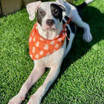 Thumbnail photo of Roxie #1