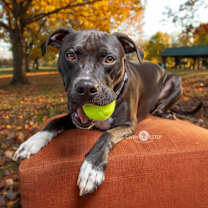 Thumbnail photo of Wrangler #4