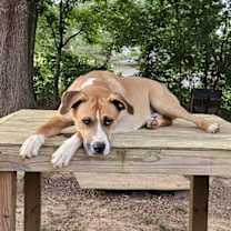 Thumbnail photo of Brownie #1