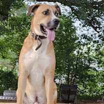 Thumbnail photo of Brownie #2