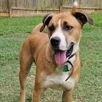 Thumbnail photo of Brownie #3