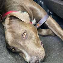 Thumbnail photo of Lovely Cookie #1