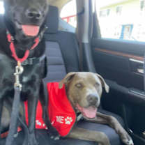 Thumbnail photo of Lovely Cookie #3