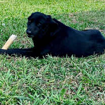 Thumbnail photo of Angus #1