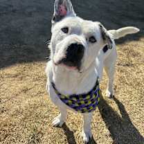 Thumbnail photo of Graham #3