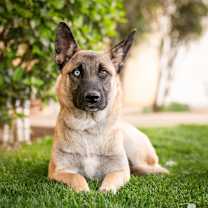 Thumbnail photo of Harrah #1