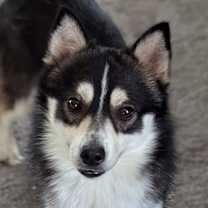 Thumbnail photo of Zuko #1