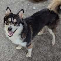 Thumbnail photo of Zuko #2