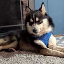 Thumbnail photo of Zuko #3