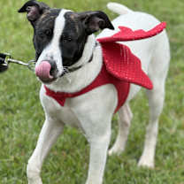 Thumbnail photo of Pongo #1